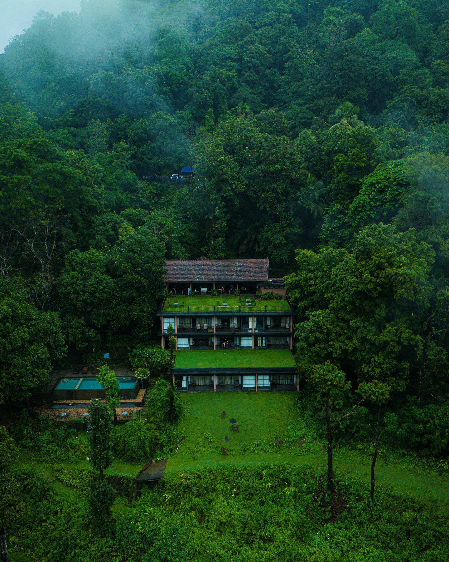 A person from a tribal community foraging for wild edible plants in a lush Kerala forest.