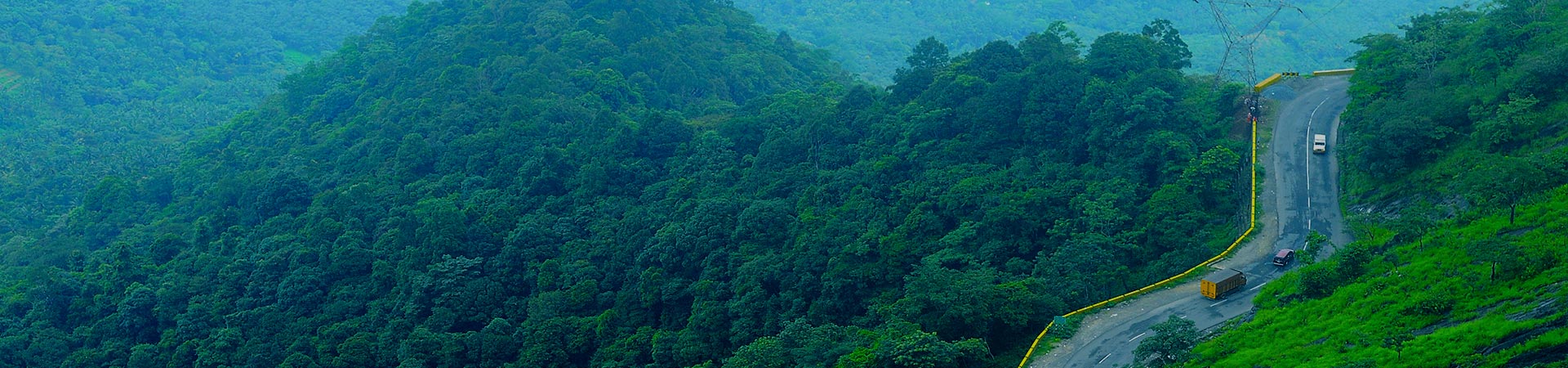 Lush green forest canopy with sunlight filtering through.
