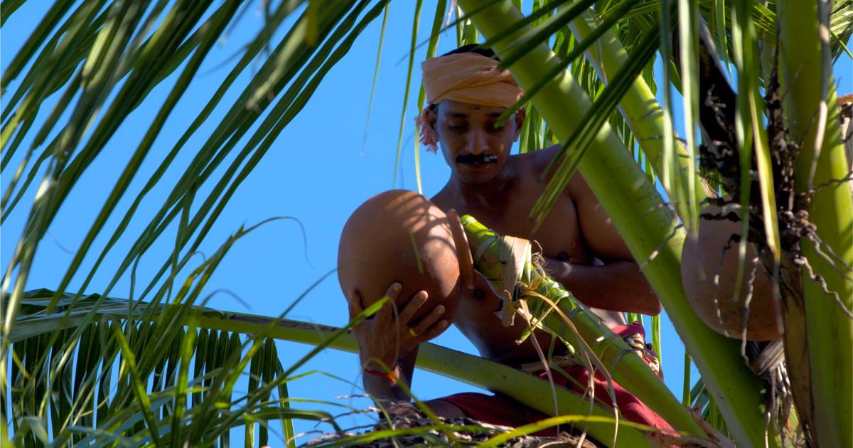 Freshly caught fish being prepared for cooking on the Kerala coast.